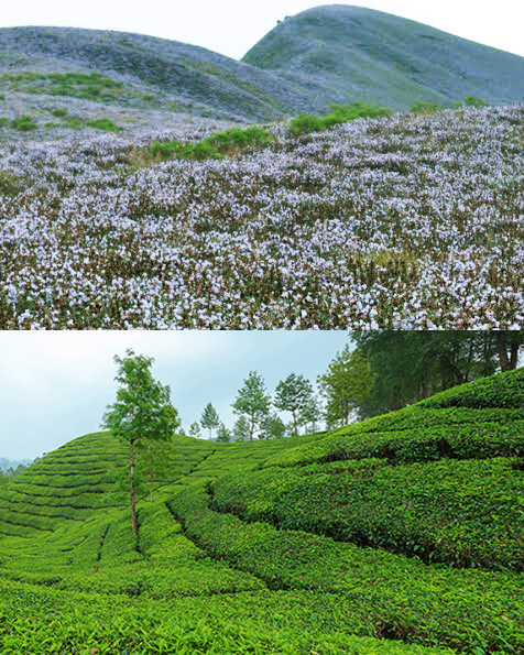 Munnar